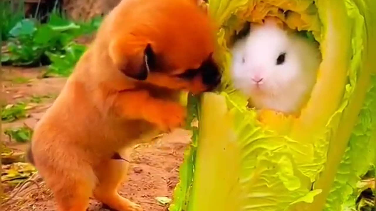 Rabbit And Puppis Eating Video ｜ Rabbit Videos ｜ Puppis Videos ｜ Cute Animals Compilation