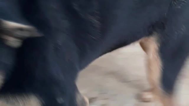 the dog loves to smash