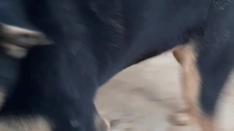 the dog loves to smash