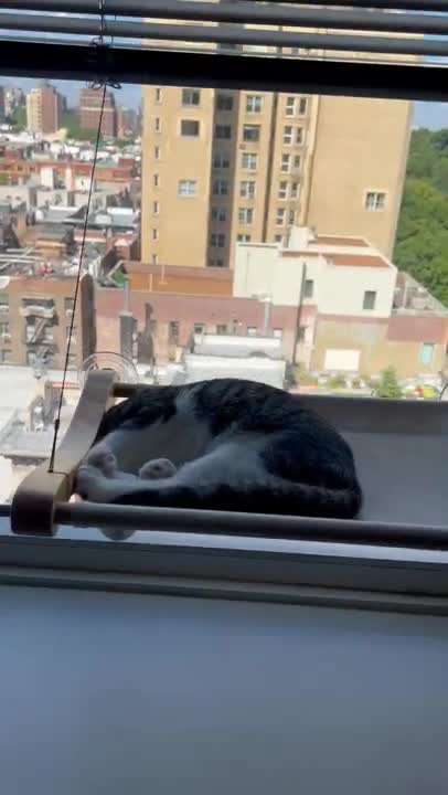 Shrimp the Cat Sleeping Upside Down in Window Hammock