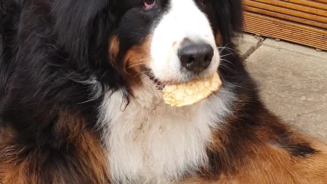 Huge dog eating a pancake