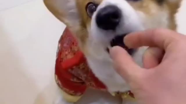 Funny Dog Get angry like a human