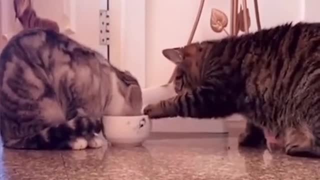 Funny Kitten cats Videos 2022