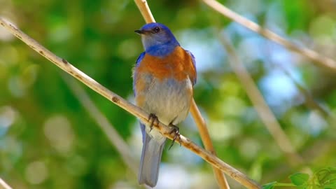 Beautiful Birds