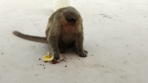 Funny Monkey Eating food Cute Monkey Video