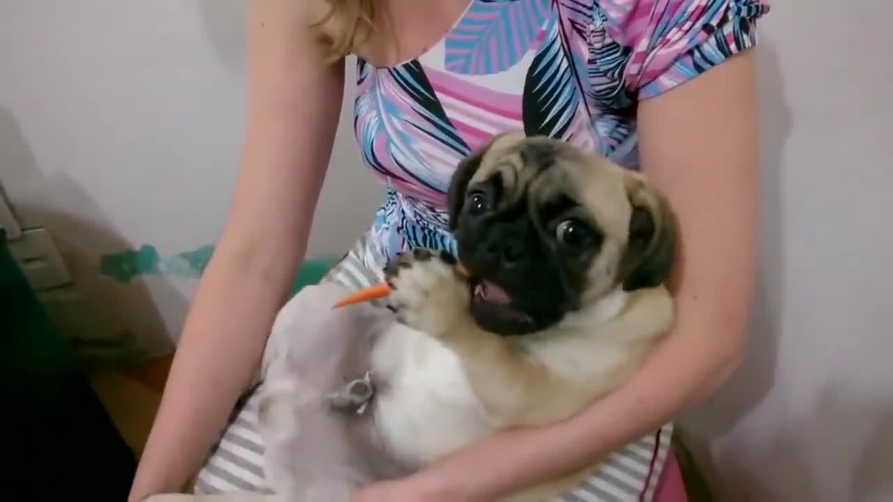 Pug puppy eating a carrot