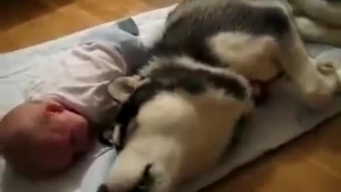 The dog that can calm a baby😍