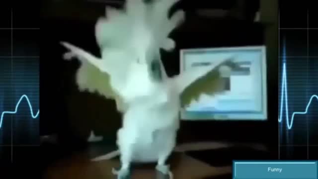 Parrot funny dancing most popular