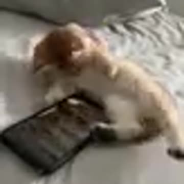Cats are so funny FUNNY CAT VIDEOS