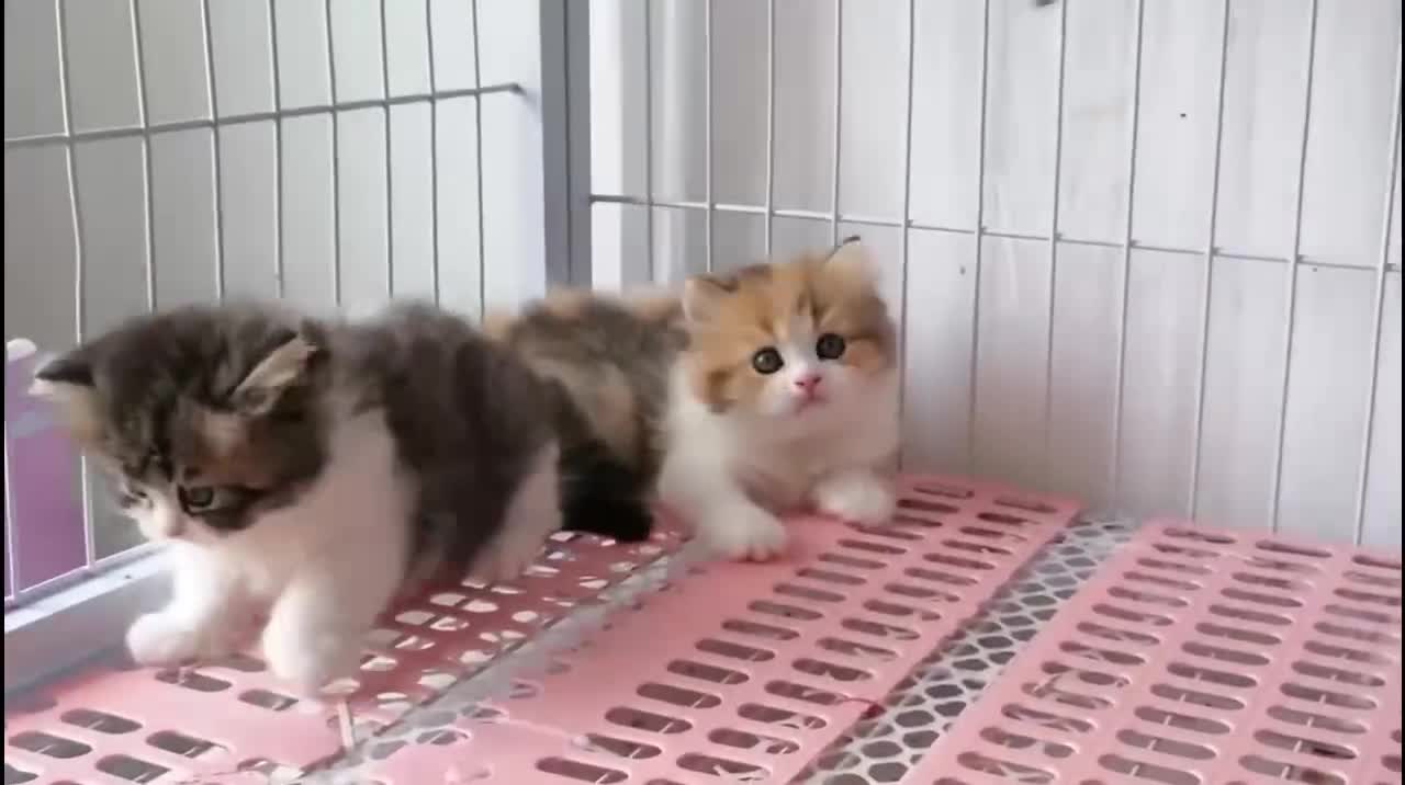 What are they looking at