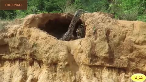 A cat rescues its kittens from a giant snake