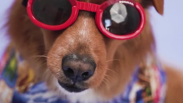 A Dog with Red Sunglasses