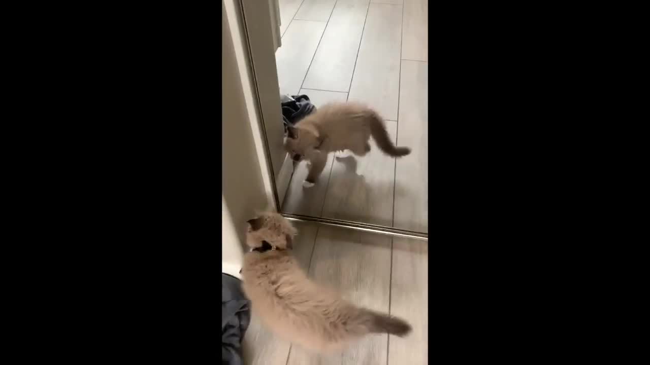 Darling Ragdoll Kitten Discovers the Cat in the Mirror Funny!