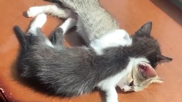 Sleeping with your Friend | cats funny moment