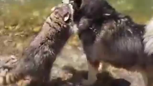 Two animals trying to speak together