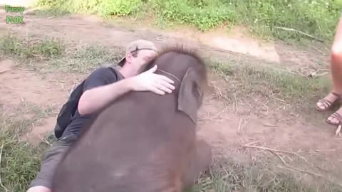 best funny video baby elephant #animal funny video