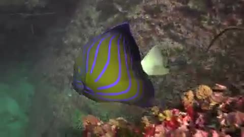 Underwater life