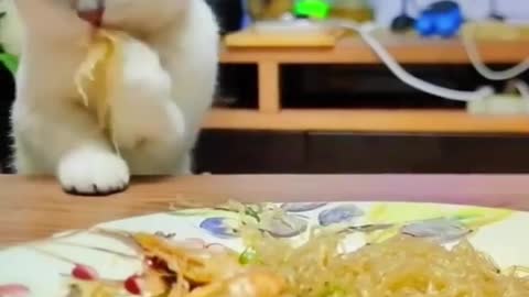 Cat video beautiful
