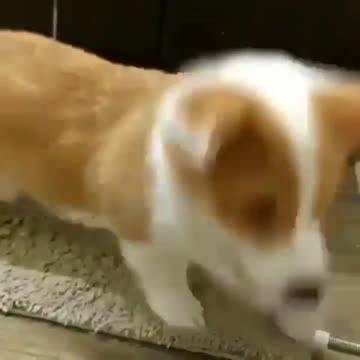 Well very funny doggy