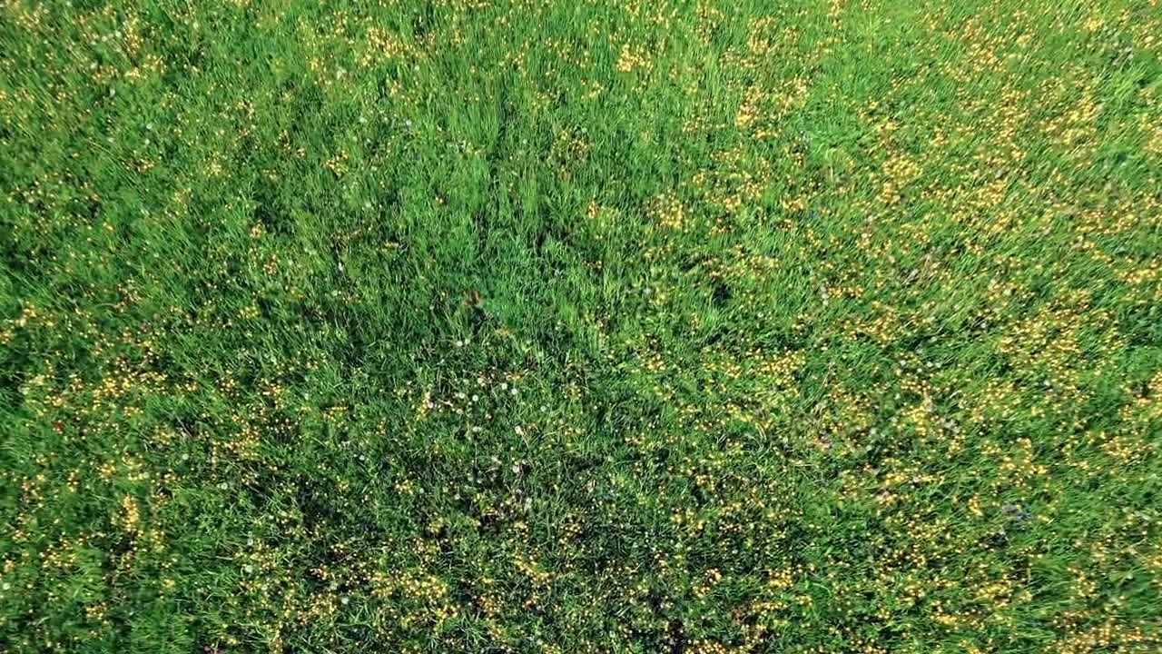 Das Tagebuch einer Biene - ganzer Film 💛🐝