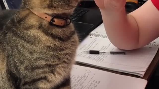 Cute and Funny Cat Videos Compilation - PART 23
