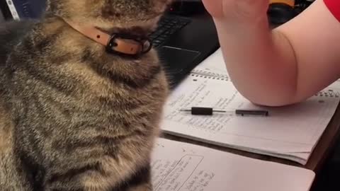 Cute and Funny Cat Videos Compilation - PART 23