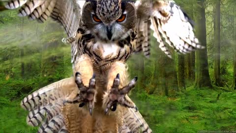 huhuuuuu! European Eagle-Owl, der Ruf der Eule,