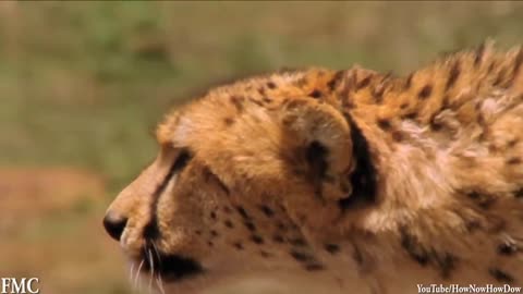 awesome animal video