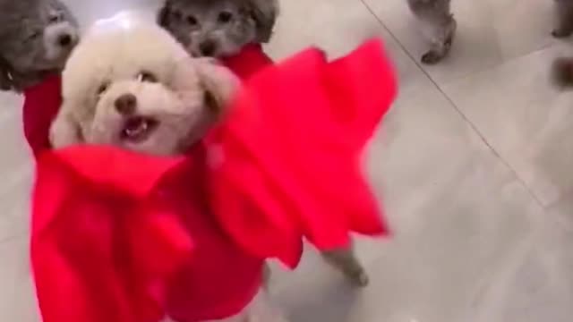 A group of dancing puppies！