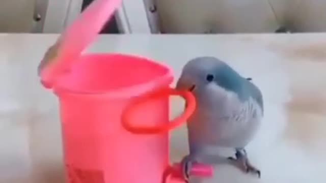 Parrots are so smart creatures