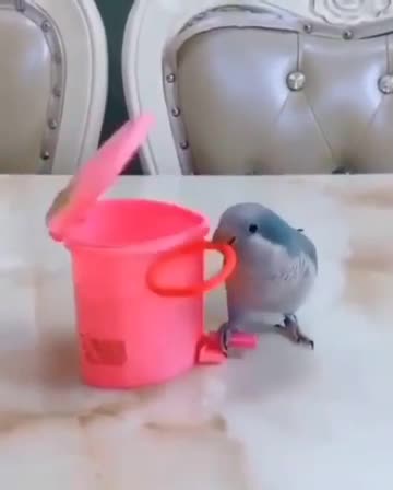 Parrots are so smart creatures
