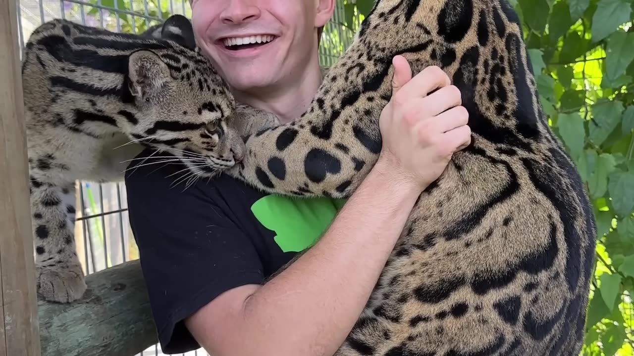 (300) CLOUDED LEOPARD LICKS MY FACE🐯👅 - YouTube