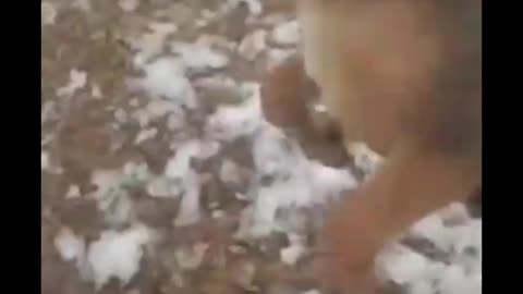 Funny dog video #shorts