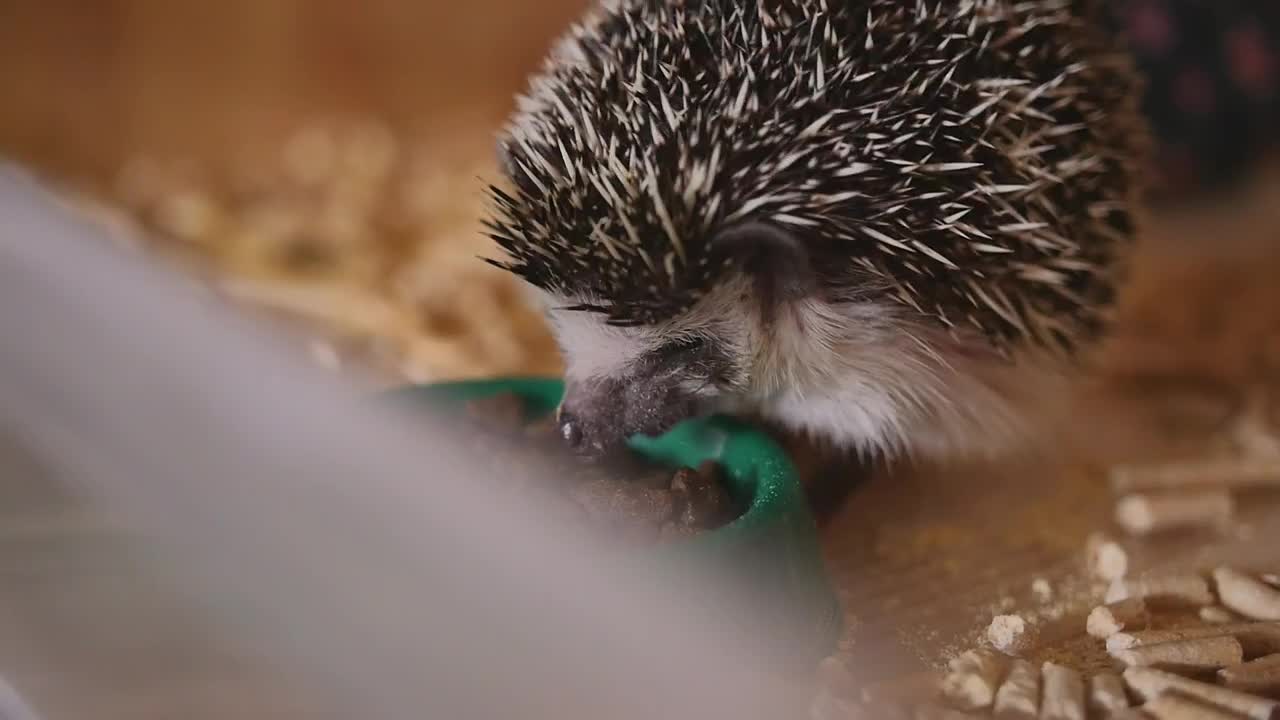 Tiny Hedgehog eating from a bowl