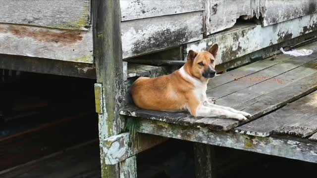 The indian vagabond dog sitting on the bridge