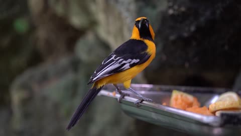 Funniest Animals Best Of The 2021 Funny birds