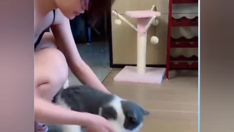 Funniest cat videos