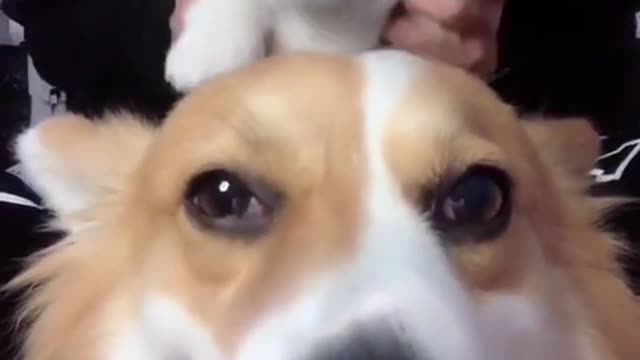 See the reaction when a Dog see another dog carried by owner on the mirror