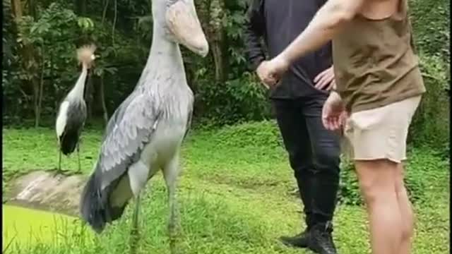 Gues what name of this bird 🐦
