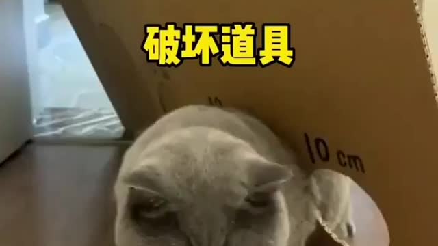 Cat Test 🐈 #trynottolaugh 🐱