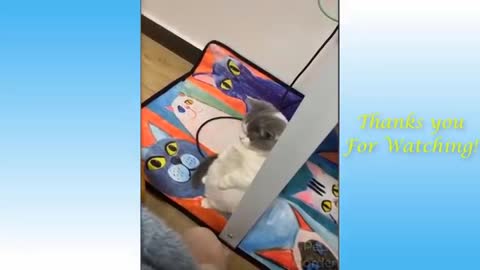 Cute Animals Gone CRAZY !!! " best of the best #1 "