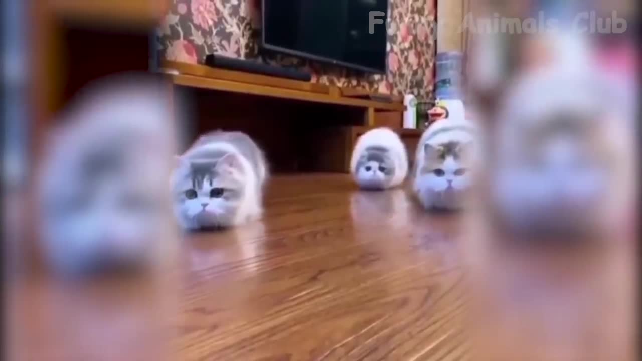 Best Funny Cat Videos That Will Make You Laugh All Day Long 😂😹