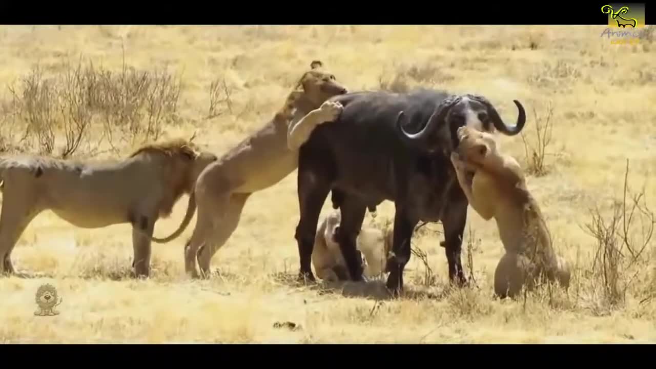 Wild animals fight to death CRAZIEST