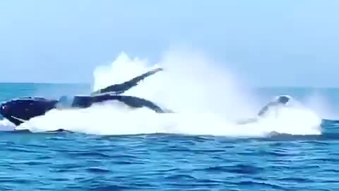 Whales double breach