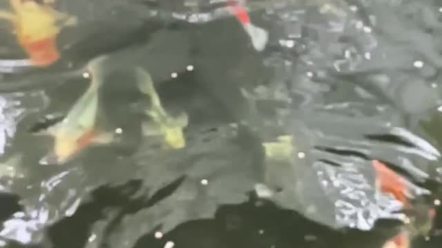 Koi fish again