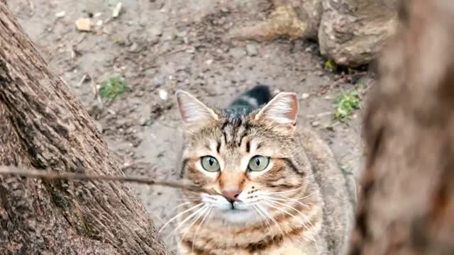 A man teasing a Cat while seating on a Tree