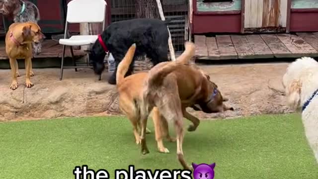 the types of dogs atLAKSPLASAMOREdaycare