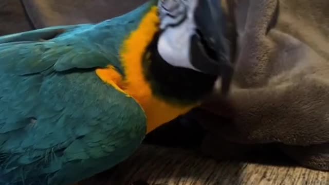 This is Max, our first macaw we adopted! He’s 12 years old and his favorite thing to say is HIIIII 😂