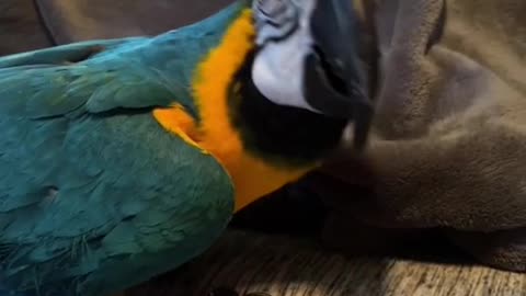 This is Max, our first macaw we adopted! He’s 12 years old and his favorite thing to say is HIIIII 😂