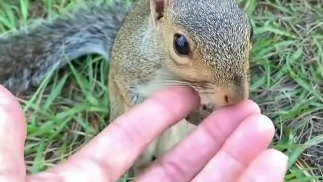 Cute little squirrel having walnuts